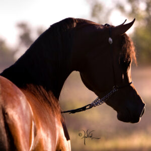 Bey Ambition - Breeding