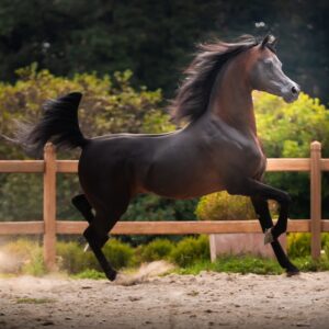 Bandit SRA - Breeding