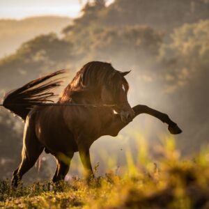 Jyvar Meia Lua - Breeding